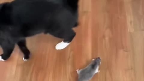 Funny animals - Funny cats _ dogs - Funny animal videos 213