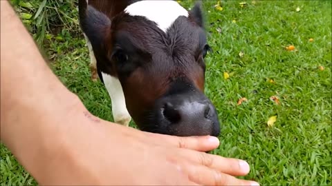 Cows Go Moo (Baby Edition) - CUTEST Compilation