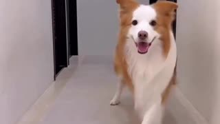 Funny dog dance