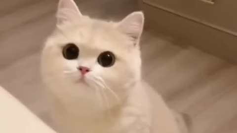 Cat videos cute kittens 😻💕
