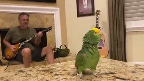 Heavy metal parrot