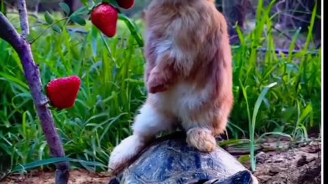 "How a Rabbit's Patience Outwitted a Turtle: Epic Rumble Showdown!"