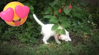 cute cat playing