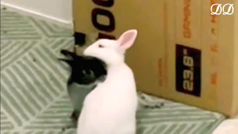 [OC] Rabbits In Love