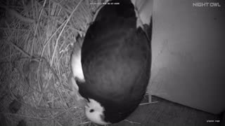 Flock it Farm:Pigeon Dad feeding newly hatched baby