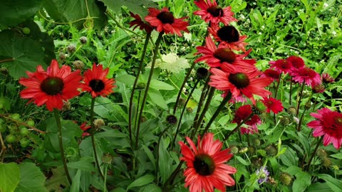 Flowers From Petunia