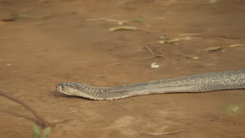 Snake bites can be avoided by adopting some precautions