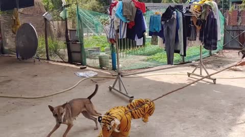 Funniest dogs Funny dog prank with tiger 2022