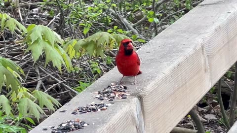 Male Cardinal James Gardens Toronto