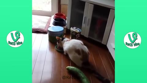 cat gets scared by a sneaky cucumber 🥒