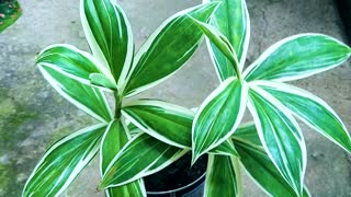 PLANT: Dracaena