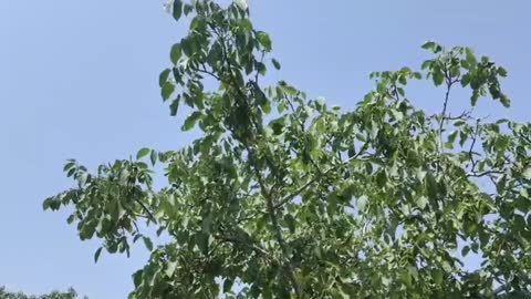 The walnut tree at home, you have eaten the walnuts that you just picked