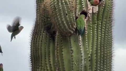 Found these little guys hanging out in my saguaro cactus today