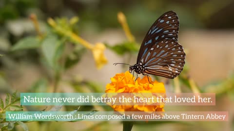 Nature never did betray the heart that loved her || William Wordsworth