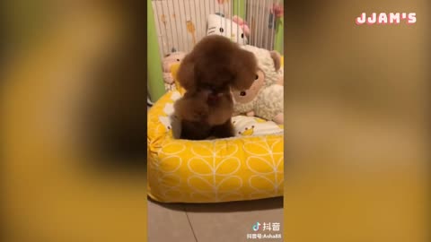 Cute and Funny Dogs