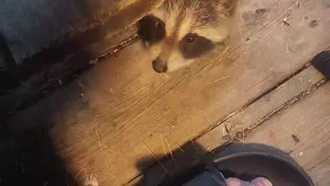 Baby Raccoons Figure Out Water Bowl #shorts