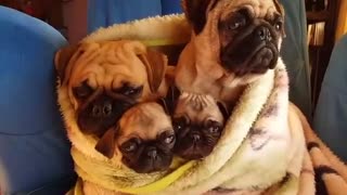 Cuddle Time With A Pug Family