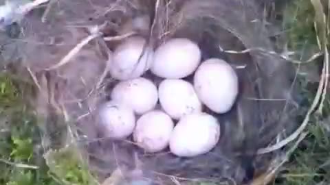 A camera recorded from start to finish how a bird built its nest and had its chicks