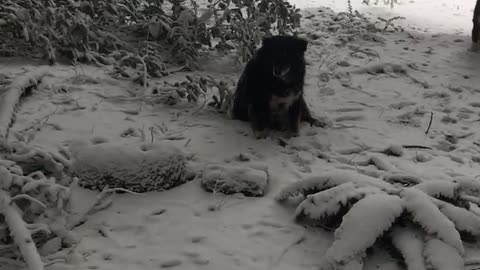 Getting the mail on a snowy day