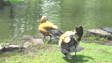 duck quack