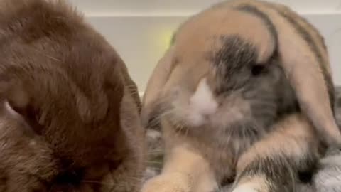 Fun facts! #bunny #rabbit #bunnyfacts