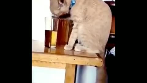 Funny cat drinking alcohol