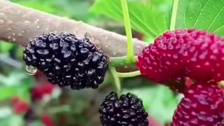 Mulberries