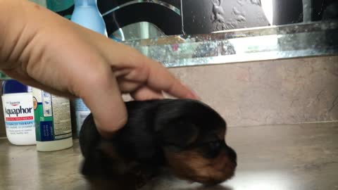 2 week old puppy howls for the first time
