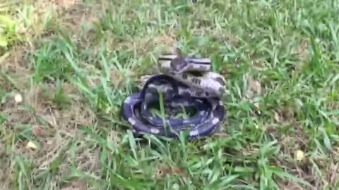 Angry Snake Lunges At Woman's Camera After She Touches Its Tail