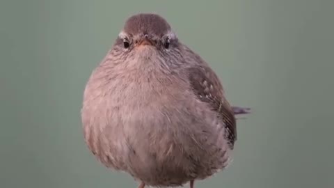 Winter wren