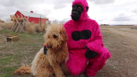 Funny Gorillas Surprise Puppies with Dancing Car Ride!