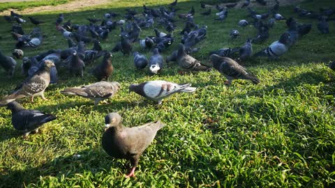 Breeding pet birds