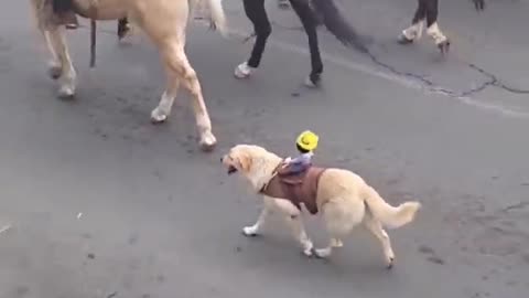 dog doing road show with horse