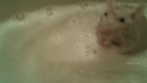 Rat Takes A Bath!