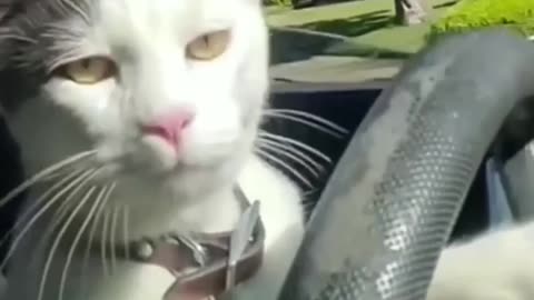 Cat Is driving for kids funny Animal video