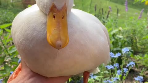 🌸🐥Whim likes his hat🐥🌸