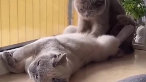 Funny cats