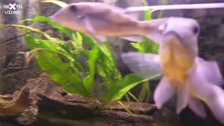 Amazonian ornamental fish (Chalceus macrolepidotus )