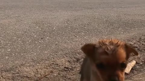 Crying Puppy Walk alone on Road