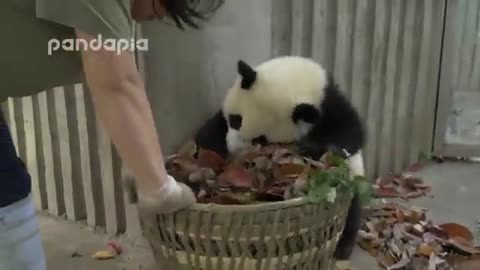 Panda cubs and nanny Mei’s war Ⅱ