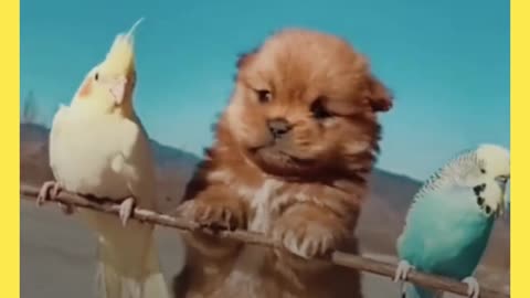 cute puppy playing with beautiful parrots