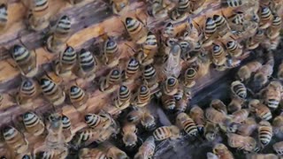 Washboarding bees