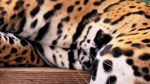 29_Tank’s beautiful claws 🐆❤️