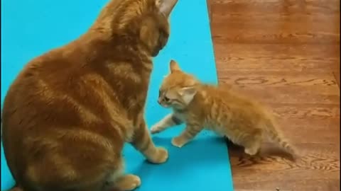 Cat pat cute 🥰🥰 Cat Funny Videos