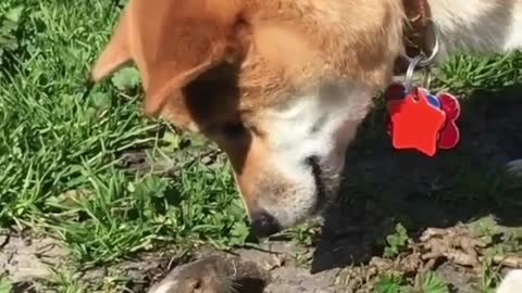 What is the puppy doing with the gopher, I have to ask