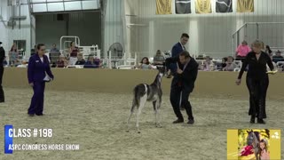 ASPC Congress Horse Show (July 26th)