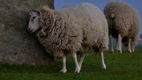 The Sheep Scratch Dance: A Hilarious Display of Itch-Scratching.