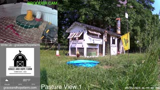 Live Chicken Cameras from Tennessee | New Chicks and Goslings