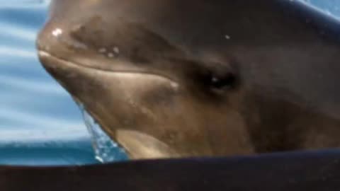 The Fascinating World of Pilot Whales #shorts #ocean #fascinatingfacts