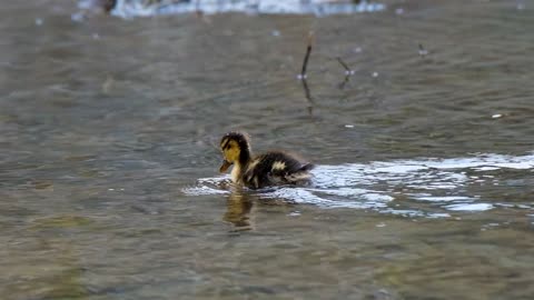 Baby duck on a daily routine